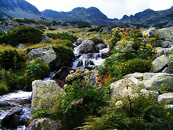 Stream, flowers, mountains, water, rocks, beauty HD wallpaper