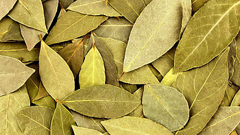 Bay leaves, V P & Sons HD wallpaper
