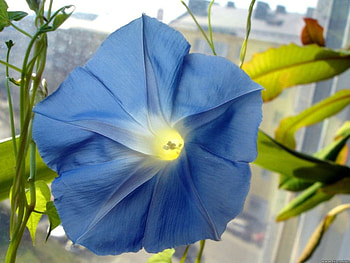 Morning Glory, blue, morning, light, shine, glory, sun HD wallpaper
