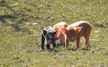 Piglets, babies, farm, animals HD wallpaper