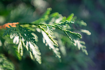 Eastern arborvitae, Purdue Fort Wayne, Nature's beauty, Green foliage HD wallpaper