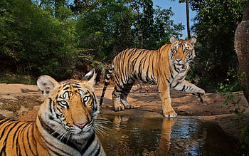 Animals, Water, Tigers, Predators, Couple, Pair HD wallpaper
