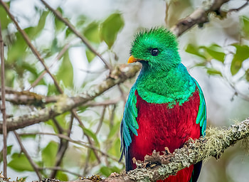 Resplendent Quetzal, resplendent-quetzal, birds HD wallpaper