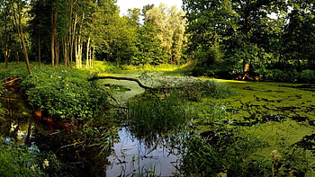 Landscape, Rivers, Trees HD wallpaper