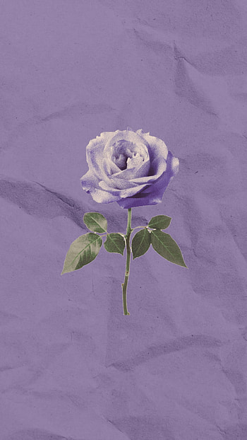 Purple rose, art, petal, designs, roses HD phone wallpaper