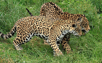 Jaguars, two, grass, spots HD wallpaper