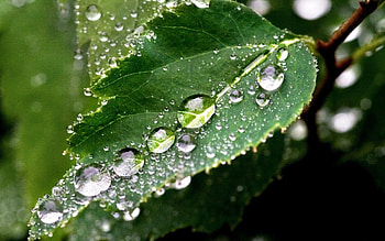 Drops, Macro, Sheet, Leaf, Carved, Dew, Dimensions (Edit), Dimension HD wallpaper