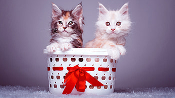 Kittens, animal, basket, kitten, cat HD wallpaper