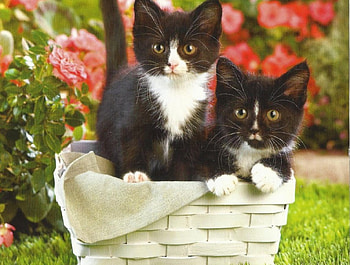 Black and white kittens, basket, kitten, grass, flowers HD wallpaper