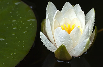 Flowers, Water, Drops, Loose, Water Lily, Dissolved HD wallpaper