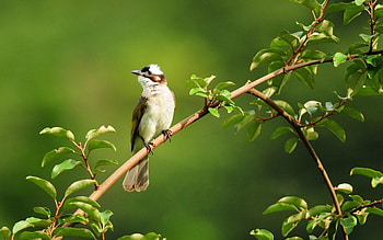 bird on branch, branch, bird, green, tree HD wallpaper