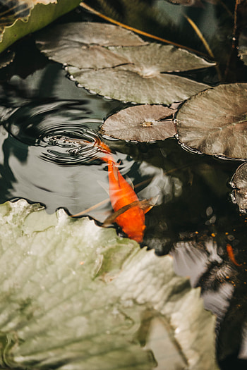 Animals, Water, Water Lilies, Fish, Koi, Carp HD phone wallpaper