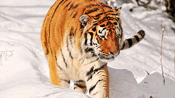 Animals, Snow, Predator, Stroll, Tiger HD wallpaper