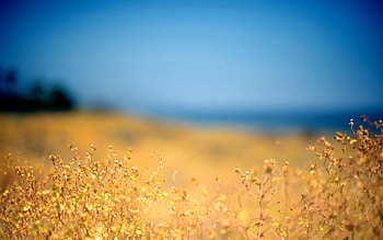 Beautiful flower field, background HD wallpaper