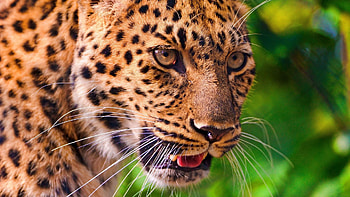 Animals, Leopard, Muzzle, Mustache, Moustache, Nose, Language, Tongue HD wallpaper
