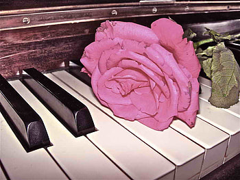Rose and keys, keys, beautiful, nice, rose, pink, soft music, delicate, music, piano, pretty, flower, lovely HD wallpaper