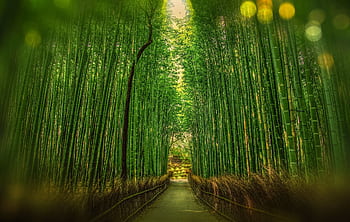 Tranquil bamboo forest with a pathway leading into sunrise light, showcasing verdant growth and lush greenery. HD wallpaper