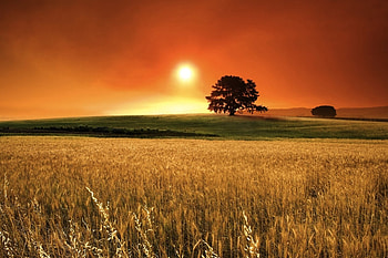 Landscape, Trees, Sunset, Fields HD wallpaper