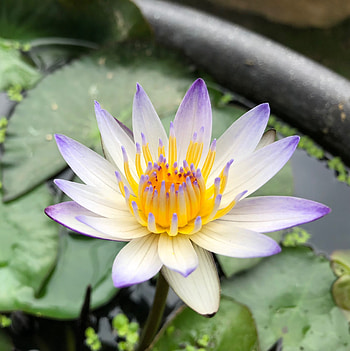 Water Lily, white purple flower, lake HD phone wallpaper