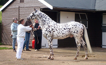 Knabstrupper, horses, leopard, appaloosa, danish, spotted HD wallpaper