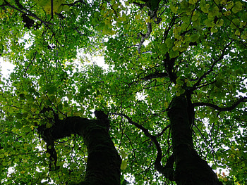 Most Beautiful Tree, leaves, woods, green, trees, autumn, easter, forests, nature HD wallpaper