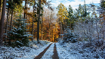 First snow in late autumn, road, forest, snow, clouds, trees, sky HD wallpaper