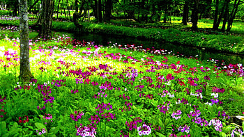 River Between Purple Pink Flowers Field Green Leaves Park Trees Flowers HD wallpaper