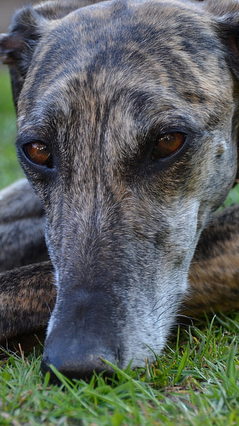 Brindle Dog Breeds, Galgo Dog HD phone wallpaper