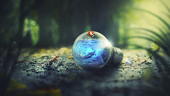 Light Bulb Nature Forest Ants hop, lights, forest, graphy, hoot, forest, ant HD wallpaper