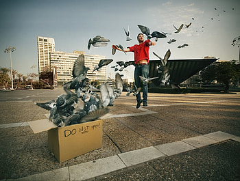 the box, amasing, birds, graphy art, man HD wallpaper