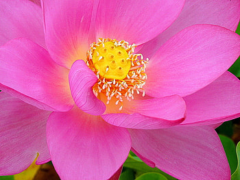 Inside the bloom, pink, inside, light, yellow, flower HD wallpaper