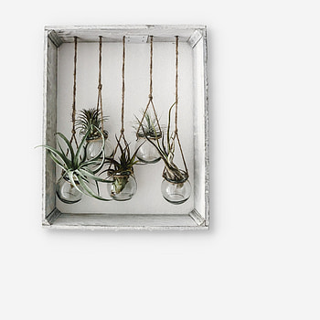 Plants, Flowers, Miscellanea, Miscellaneous, Decor, Frame, Banks HD phone wallpaper