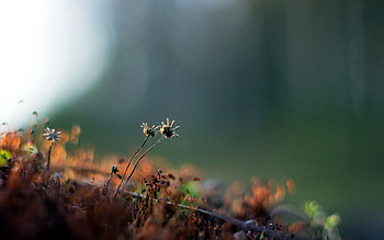 Leaves, Plant, Macro, Dry HD wallpaper