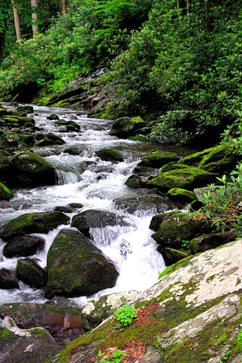 Nature, Rivers, Stones, Bush, Flow, Moss, Stream HD phone wallpaper