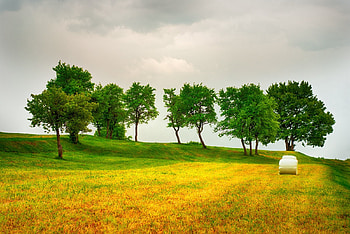 Fresh Morning Rolling Pair, Fields, Trees, Nature, Landscapes, Mornings, Clouds, Sky HD wallpaper