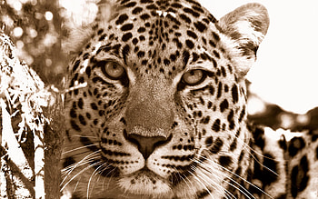 Animals, Leopard, Muzzle, Spotted, Spotty, Sadness, Sorrow HD wallpaper