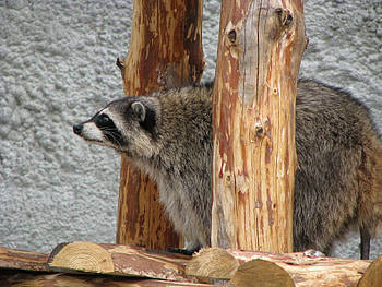 Animals, Sit, Raccoon, Curious, Look HD wallpaper