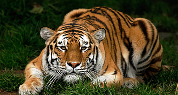 Animals, Muzzle, Predator, Big Cat, Stroll, Tiger HD wallpaper