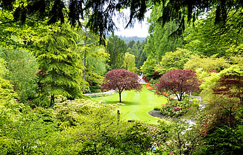 Nature, Trees, Canada, Garden, Butchart Gardens HD wallpaper