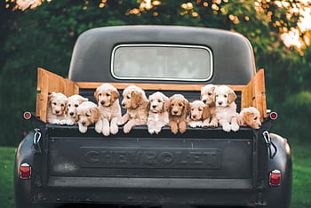 Charming puppies sitting in a vintage Chevrolet truck under a warm, sunset sky. HD wallpaper