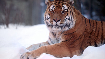 Animals, Snow, Lie, To Lie Down, Predator, Big Cat, Tiger HD wallpaper
