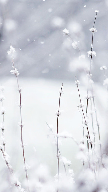Romantic, cute romance HD phone wallpaper