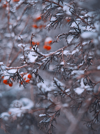 Snow, Berries, Macro, Branches HD phone wallpaper