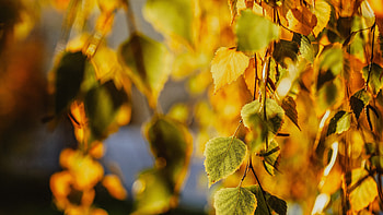 Birch, Gold Leaf HD wallpaper