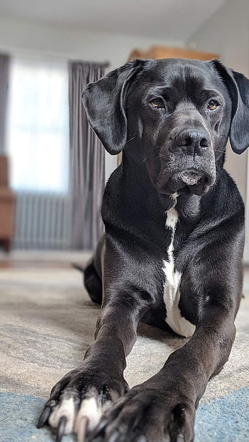Black Dog, Pet Dog HD phone wallpaper