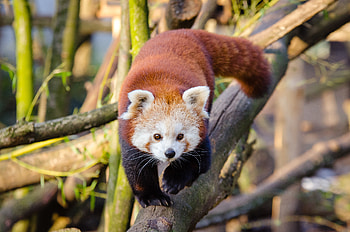 Animals, Stroll, Red Panda, Little Panda, Small Panda HD wallpaper