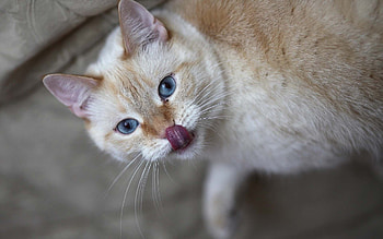 Animals, Cat, Licks, Licked, Language, Tongue, Curiosity HD wallpaper