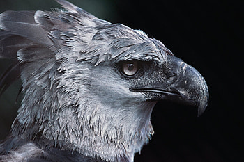 Close-up, Harpy Eagle HD wallpaper