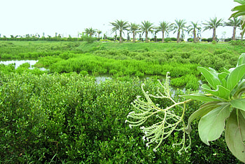 Wetland, plants, lake, tree HD wallpaper