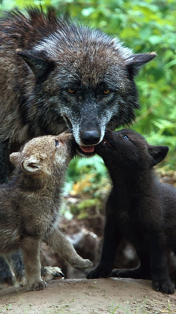 Wolf family babies, Care and protection, Nature's harmony, Beautiful bond HD phone wallpaper